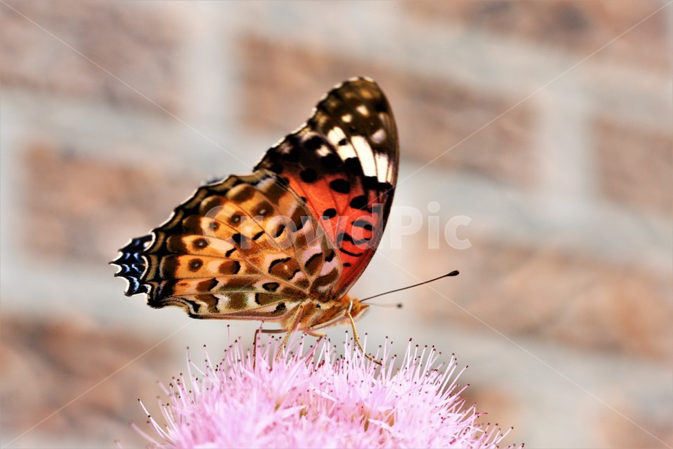 꽃,나비,가을,곤충,butterfly,식물,자연,plants,nature,꽃,flower,곤충,벌레,insect,bug