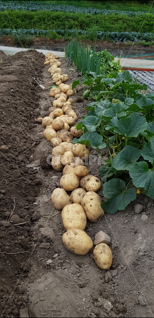 감자,potato,식재료,plant,식물