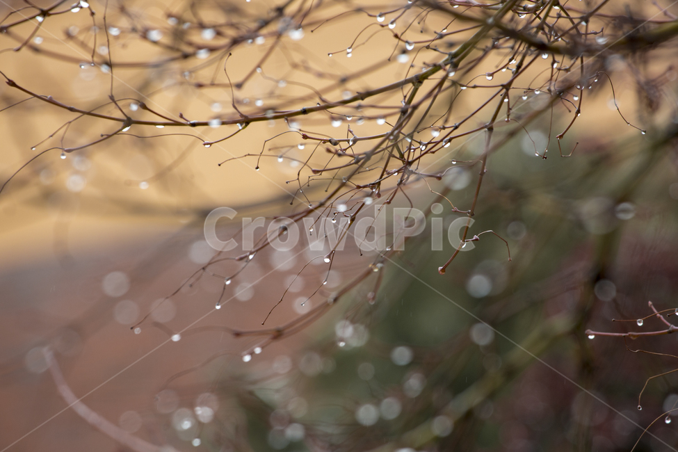 비,빗망울,겨울비,나뭇가지,풍경,식물,자연,plants,nature,비,비오는날,rain,rainy