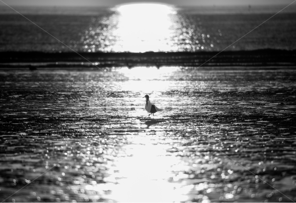 일몰,흑백,갈매기,실루엣,바다,동물,animal,조류,새,birds,흑백,모노톤,monochrome,black and white