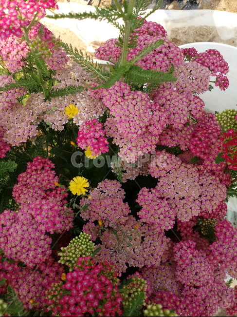 톱풀,가새풀,배암세,오공초,시초,식물,꽃,다년생초본