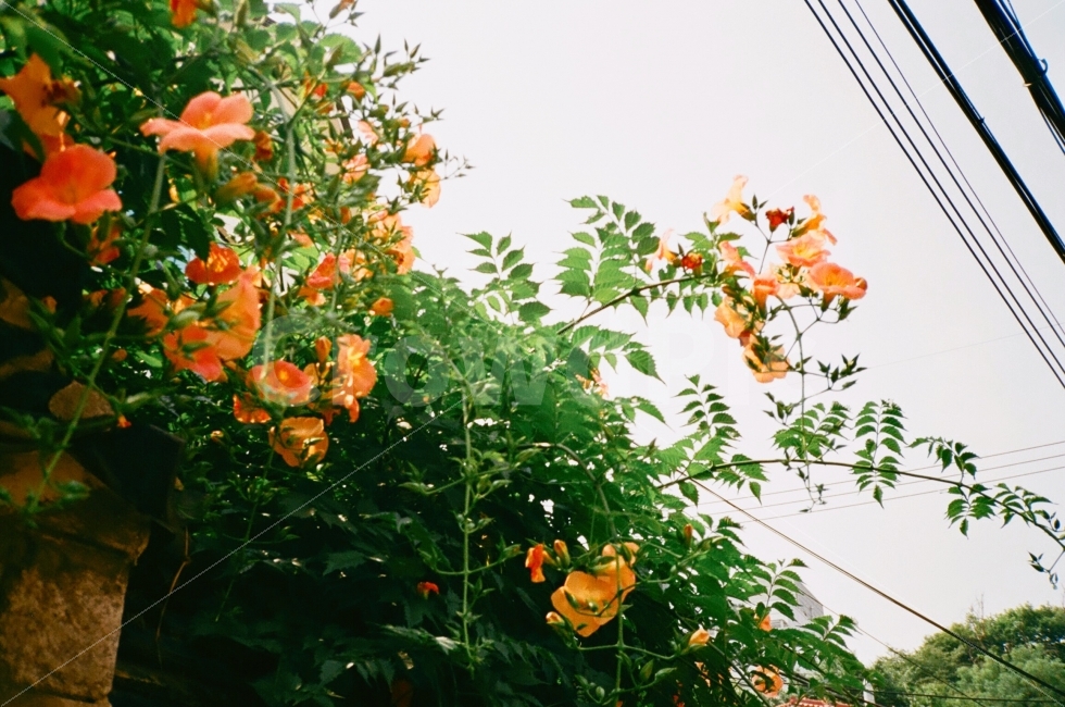 풍경,landscape,꽃,flower,자연,nature,하늘,sky,식물,자연,plants,nature,꽃,flower,감성,sensible,feeling
