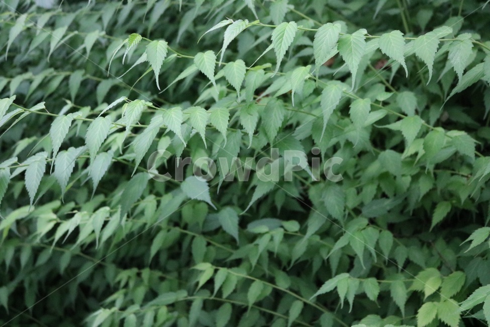 자연,식물,초록,nature,plants,green,shokubutsu,midori,식물,자연,plants,nature