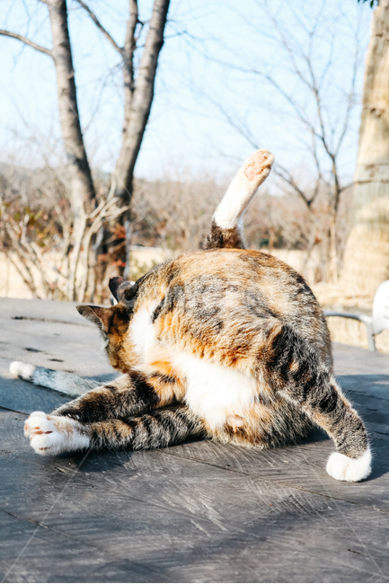 고양이,길고양이,길냥이,cat,냥이,동물,냥냥펀치,동물,animal,포유류,mammal,고양이,cat,kitten,kitty