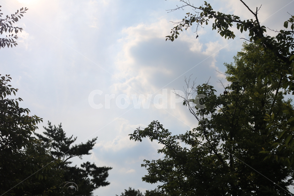 하늘,구름,여름,나무,햇빛,하늘색,뭉게구름,자연,풍경,nature,landscape