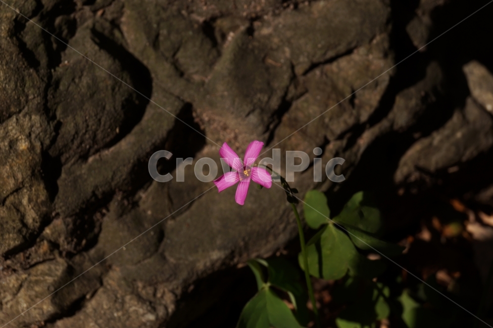 덩이괭이밥,flower,꽃,사랑초,옥살리스,Oxalis,자연,들꽃,생명,굳건함,배경,한송이,홀로,어여쁜,여행,식물,자연,plants,nature,꽃,flower