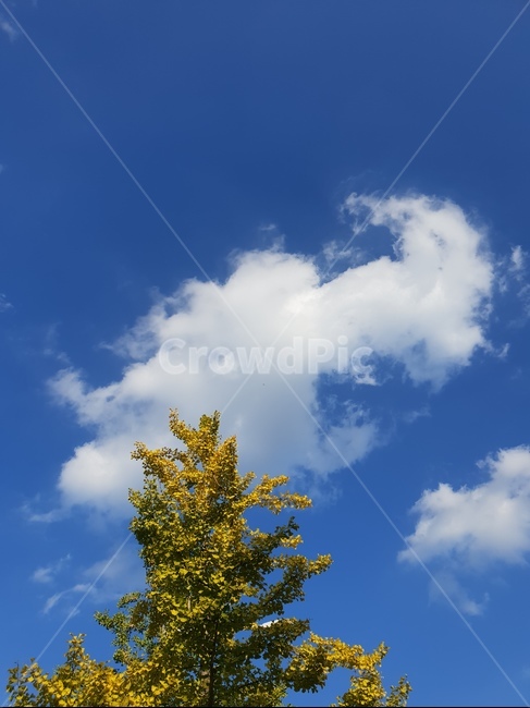가을하늘,은행나무,단풍,nature,자연,weather,날씨,구름,cloud,outdoors,sky,하늘,가을풍경,자연,풍경,nature,landscape,옥외,cumulus,적운