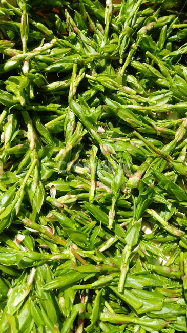 식물,plant,화살나무순,홑잎나물,새싹,나물