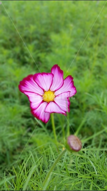 코스모스,꽃,야생화,자연,식물,식물,자연,plants,nature,꽃,flower