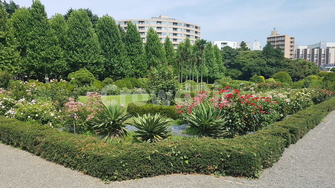 plant,식물,공원,낯,여유,일본