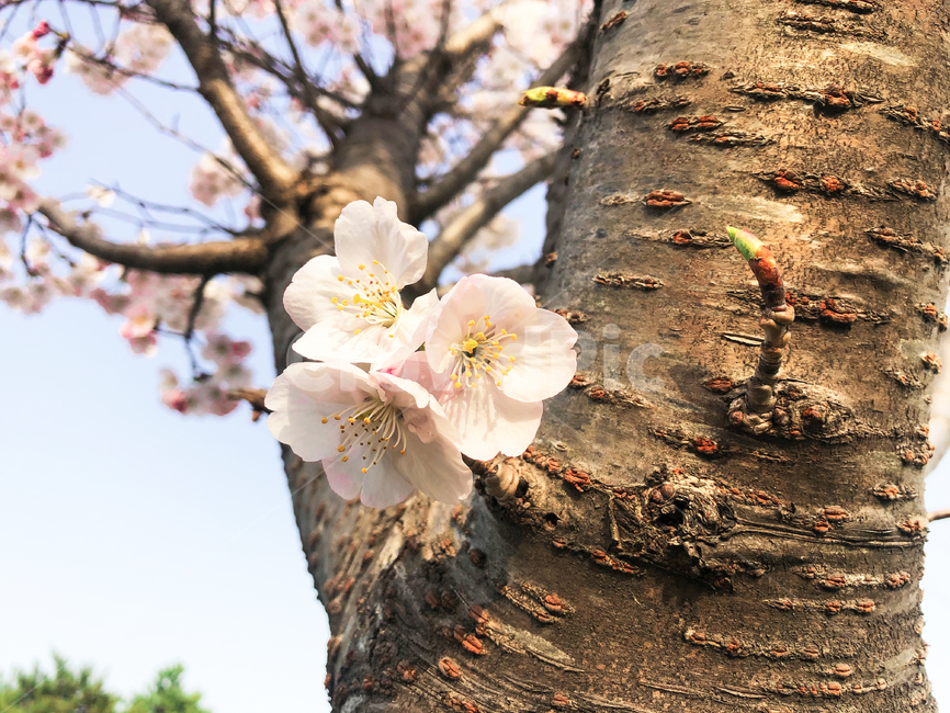벚꽃,봄꽃,봄,꽃,flower,자연,nature,plants,spring,벚꽃나무,blossom,봄나들이,나들이,분홍,힐링,season,식물,소풍,봄,계절,spring,season,식물,자연,plants,nature,꽃,flower