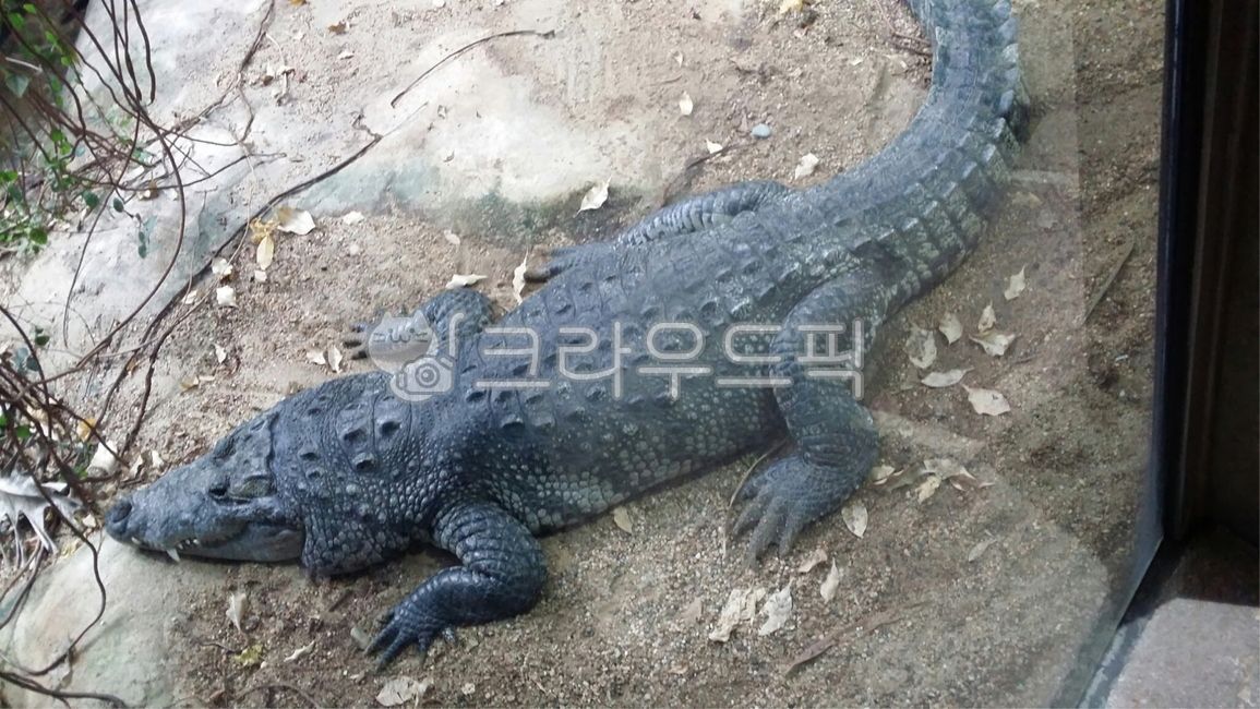 crocodile,animal,reptile