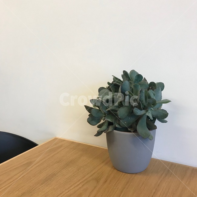 나무,가구,테이블탑,바닥,식물,감성,wood,furniture,flooring,실내용화초,화분,화초,house plant