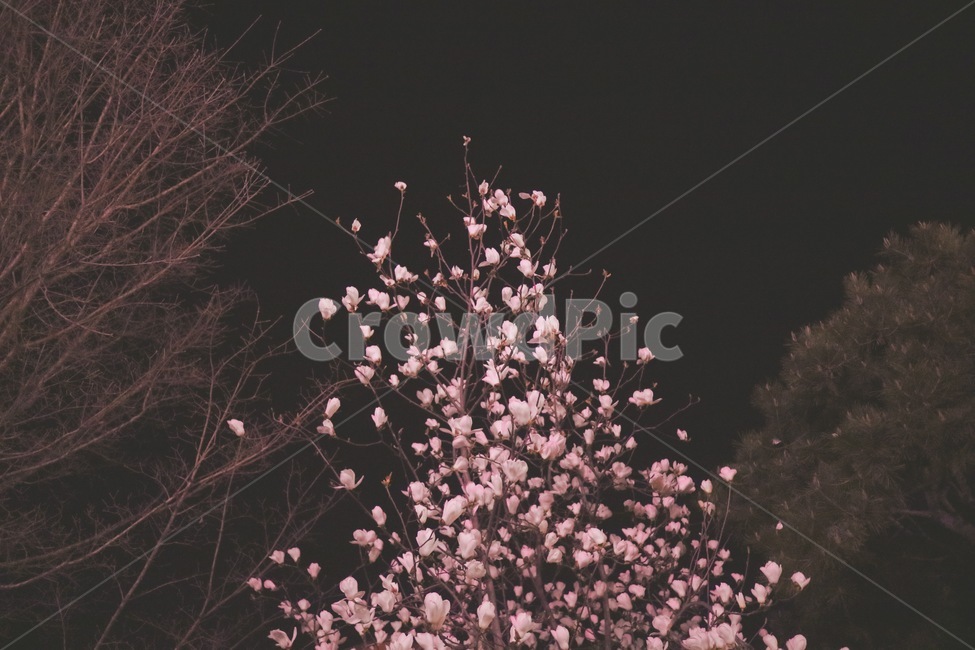 벚꽃,나무,꽃,밤,봄,plant,식물