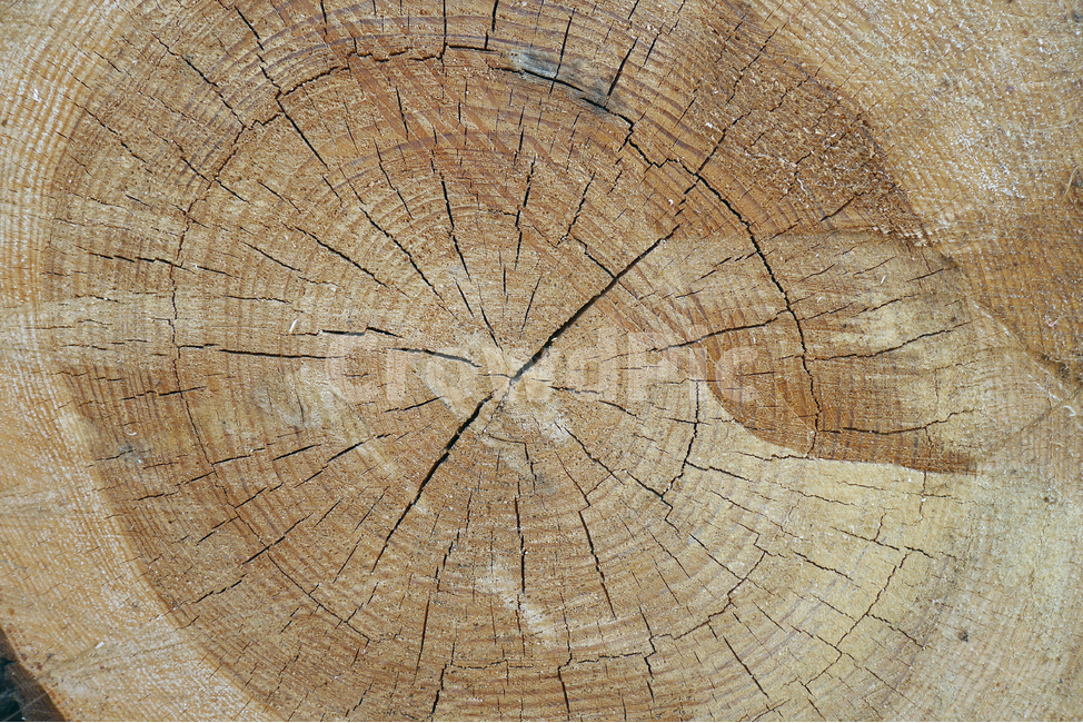 나무,tree,나이테,annualring,목재,시간,세월,나무,trees,wood,텍스처,질감,패턴,texture,pattern