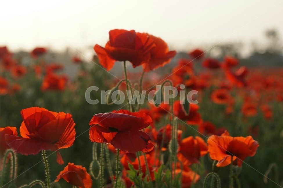 꽃,양귀비,자연,식물,봄,저녁빛,spring,하늘,nature,sky,감성,풍경,계절,season,자연풍경,식물,자연,plants,nature,꽃,flower