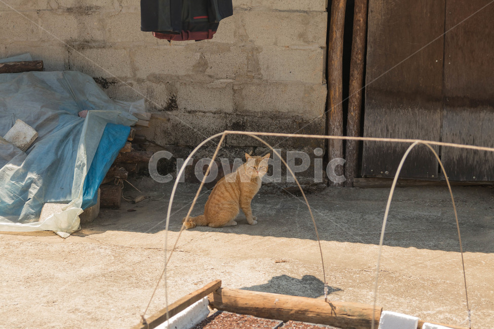 시골고양이,고양이,코리아숏헤어,치즈코숏,cat,시골,반려동물,노란고양이,animalcompanion,animal,길고양이,마당고양이