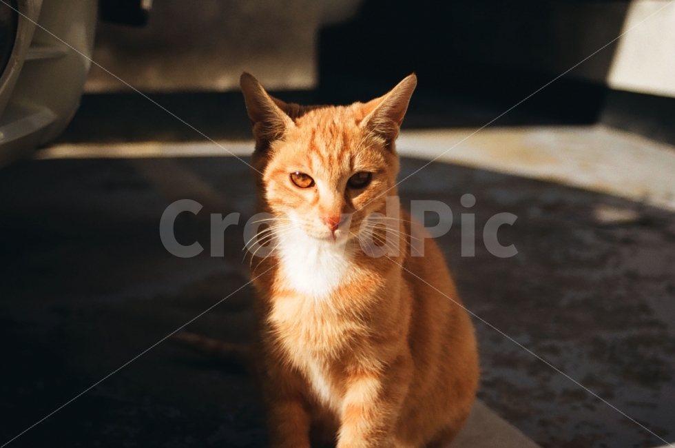 고양이,cat,길고양이,동물,포유류,animal,표정,감정,emotion,감성사진,빛,그림자,햇빛,light,sunshine,새끼,동물,animal,포유류,mammal,고양이,cat,kitten,kitty,감성,sensible,feeling