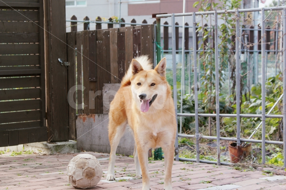 반려견,가족,진돗개,황구,잘생김,미소,동물,animal,포유류,mammal,개,강아지,dog,doggy