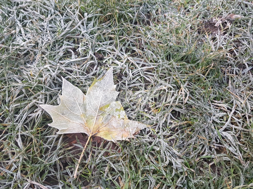 낙엽,서리,바닥,얼음,단풍잎,이슬,세벽,아침,잔디,나뭇잎,식물,자연,plants,nature
