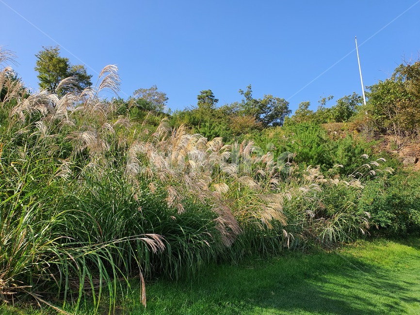 잔디,grass,식물,갈대,갈대숲,산,자연