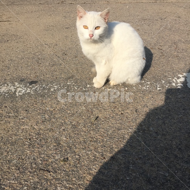 고양이,길고양이,cat,pet,animal,포유류,mammal,동물,동물,animal,포유류,mammal,고양이,cat,kitten,kitty