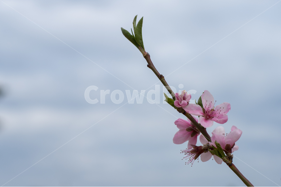 꽃,분홍꽃,매화,하늘,봄,상큼,기쁨,새생명,생명,식물,자연,plants,nature,꽃,flower