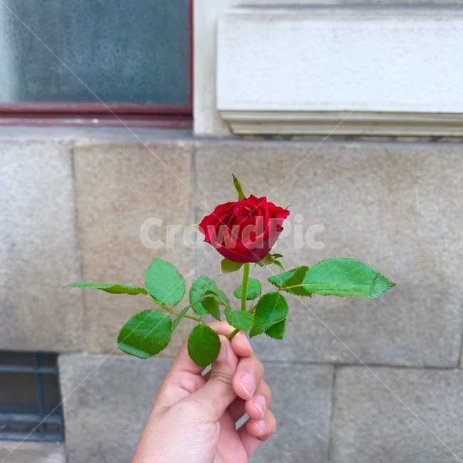 장미,꽃,한송이,로즈,사랑