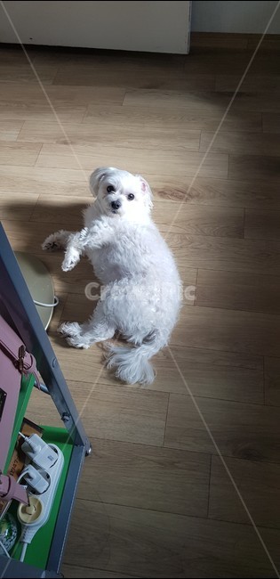 강아지,몰티즈,말티즈,댕댕이,멍멍이,귀여운강아지,개,동글동글