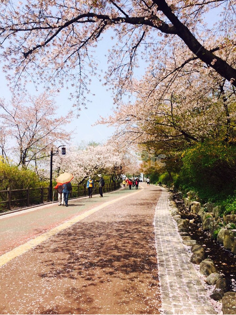 남산,벚꽃,서울,대한민국,감성,배경,봄,풍경,로망,lovely,핸드폰,자연,꽃,seoul