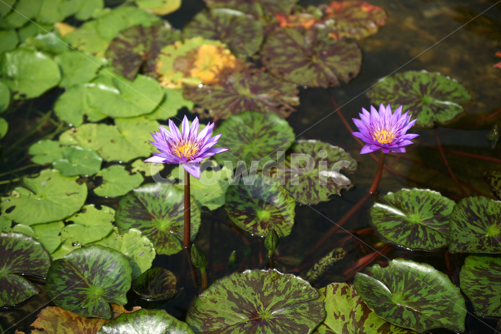 벽초지,파주,수목원,풍경,여름,자연,꽃,식물,자연,plants,nature,꽃,flower