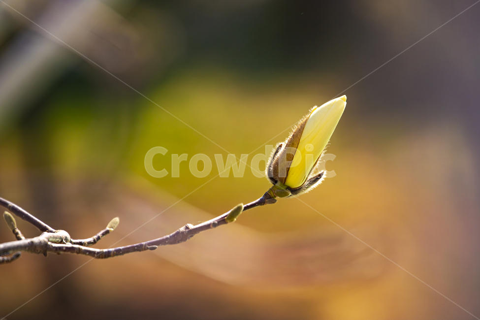 목련,식물,싹,꽃,flower,sprout,bud