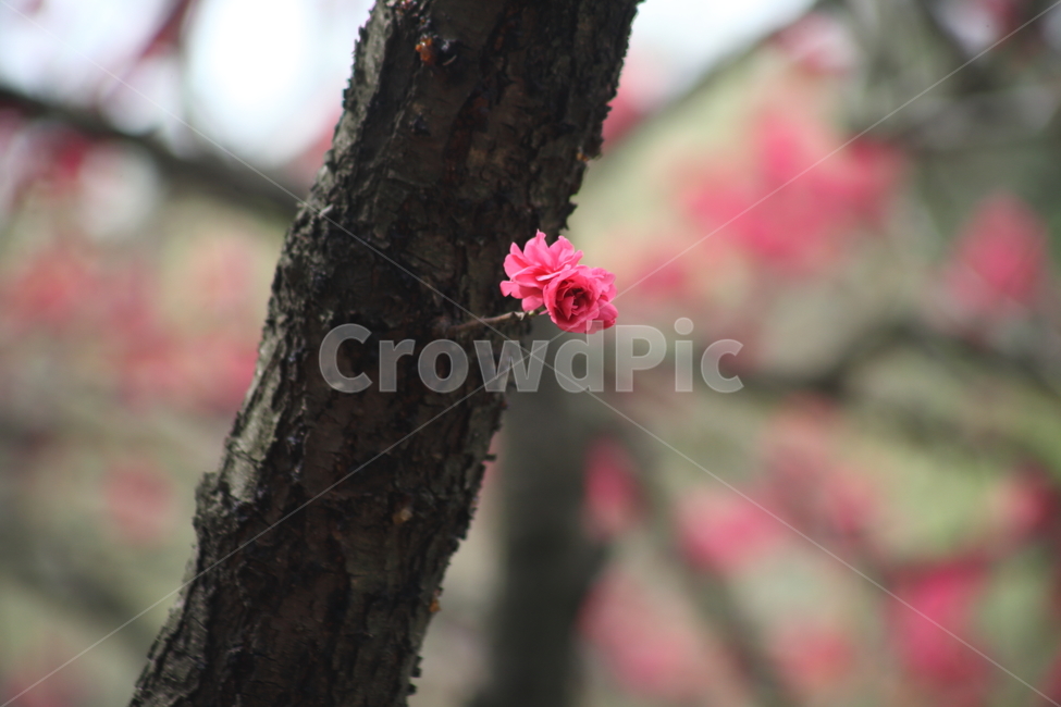 만첩홍도,복사꽃,봄,복사나무,peach,Prunuspersica