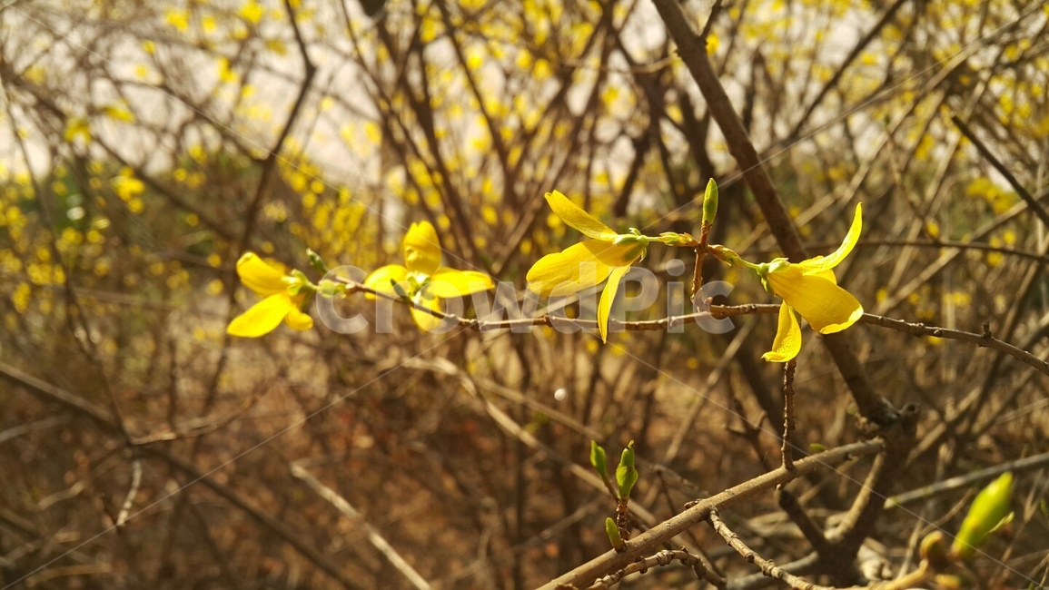 개나리,봄,따뜻함,꽃,노란색,식물,풍경,자연
