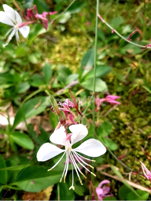 제라늄,식물,꽃,blossom,geranium,식물,자연,plants,nature,꽃,flower