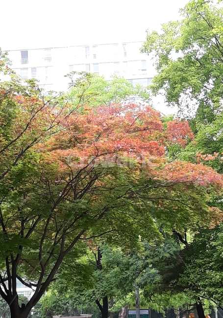 나무,단풍,단풍나무,여름,식물,tree,plant,가로수