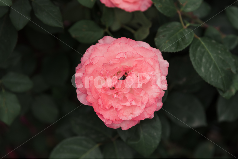 꽃,장미,flower,식물,장미꽃,식물,자연,plants,nature,꽃,flower