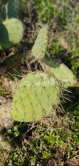 plant,식물,cactus,선인장,green
