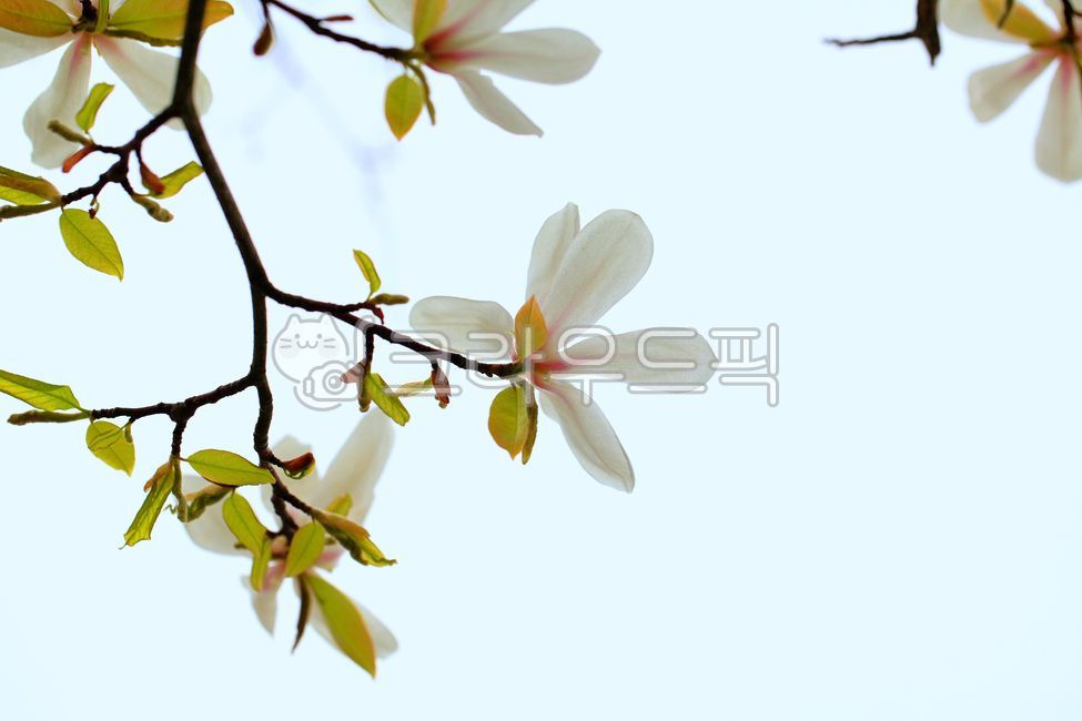 white flower,flowering,scenery,magnolia flower,spring flowers,spring,magnolia,petal,white,sight,blossom,nature,tree,flower,magnolia petals,outdoor,White,outdoors,background,plant,flower background,white magnolia