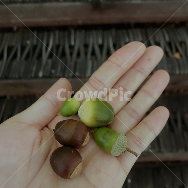 도토리,acorn,가을산행,견과류,도토리나무
