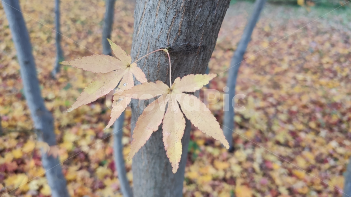 단풍,가을단풍,엽록소,maple,가을,leaf,잎,plant,식물,tree,나무