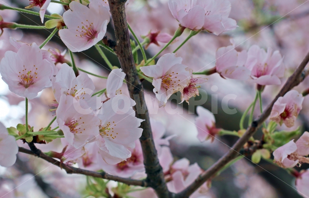 벚꽃,가지,나무,나뭇가지,봄,계절,맑음,활짝핀,활짝,꽃,분홍,봄,계절,spring,season,식물,자연,plants,nature,꽃,flower,plant
