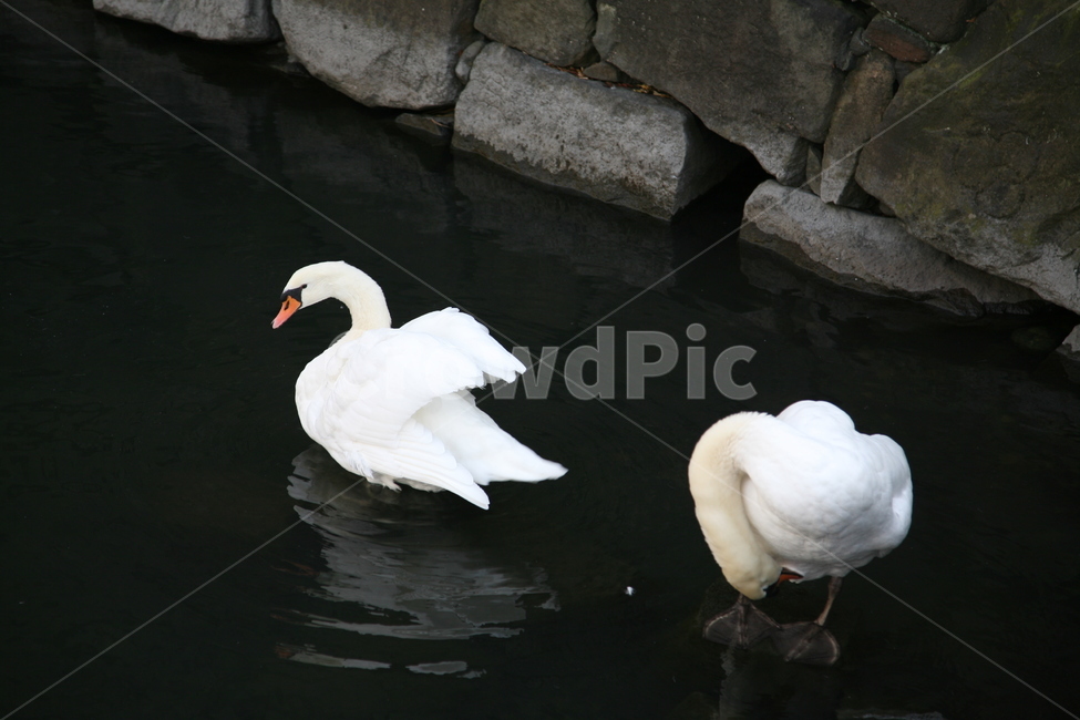 새,오리,거위,흰색,물,강,시내,동물,animal,조류,새,birds