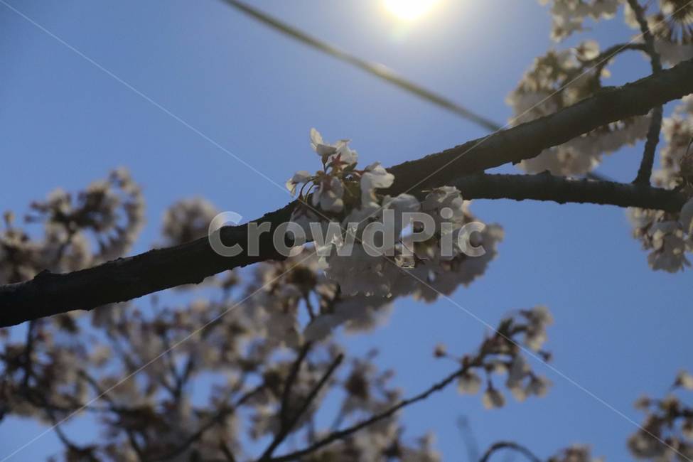 plant,식물,벚꽃,꽃,flower,cherryblossom,식물,자연,plants,nature,꽃,flower