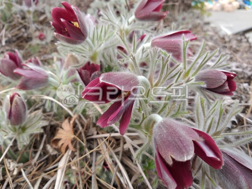 할미꽃,꽃,야생화,자연,꽃밭