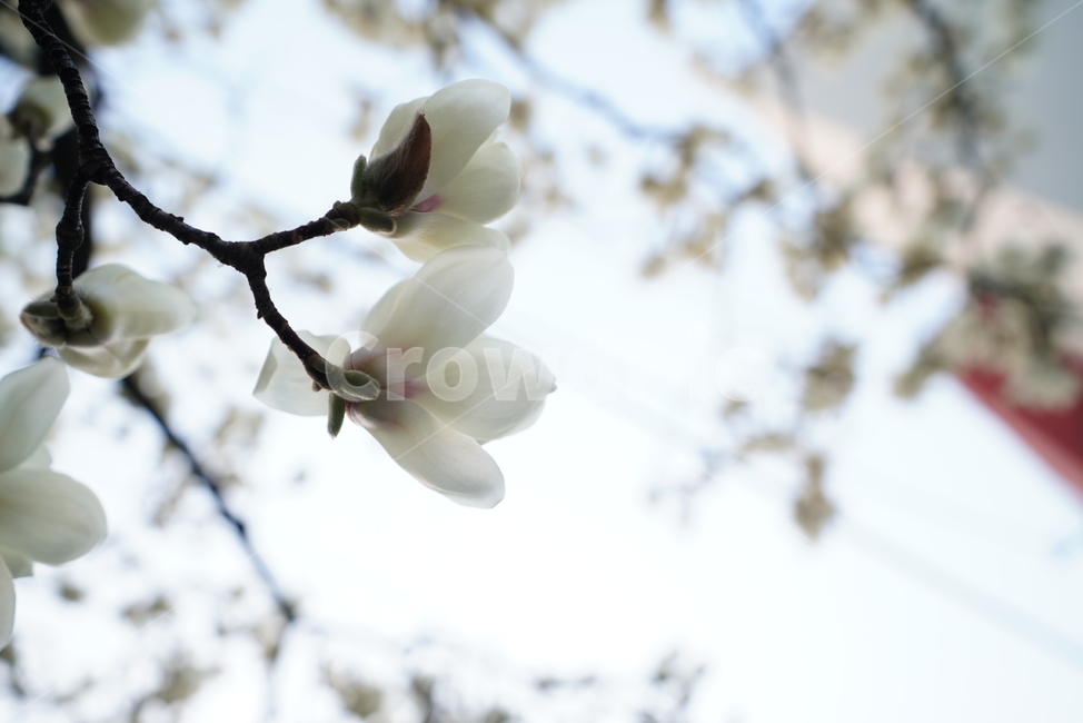 봄,봄꽃,목련,계절,봄날,꽃,플라워,나무,화이트,흰색,느낌,감성,색감,white,생명,식물,생물,식물,자연,plants,nature,꽃,flower
