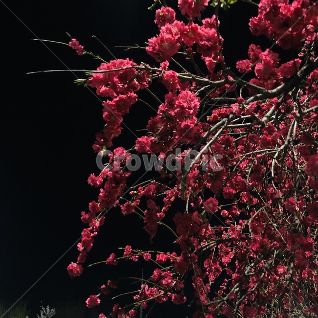 식물,꽃,복숭아꽃,저녁,봄