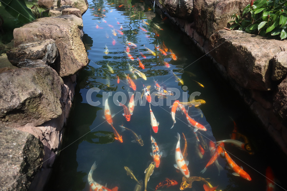 길,path,잉어,냇물,carp,수영,헤엄,방향,무리,따르다,stream,알록달록,swim,swimming,자연,야외,outdoor,nature,fish,물고기,물고기헤엄,헤엄치는물고기,물고기떼,어류,animal,동물,animal,어류,물고기,fish