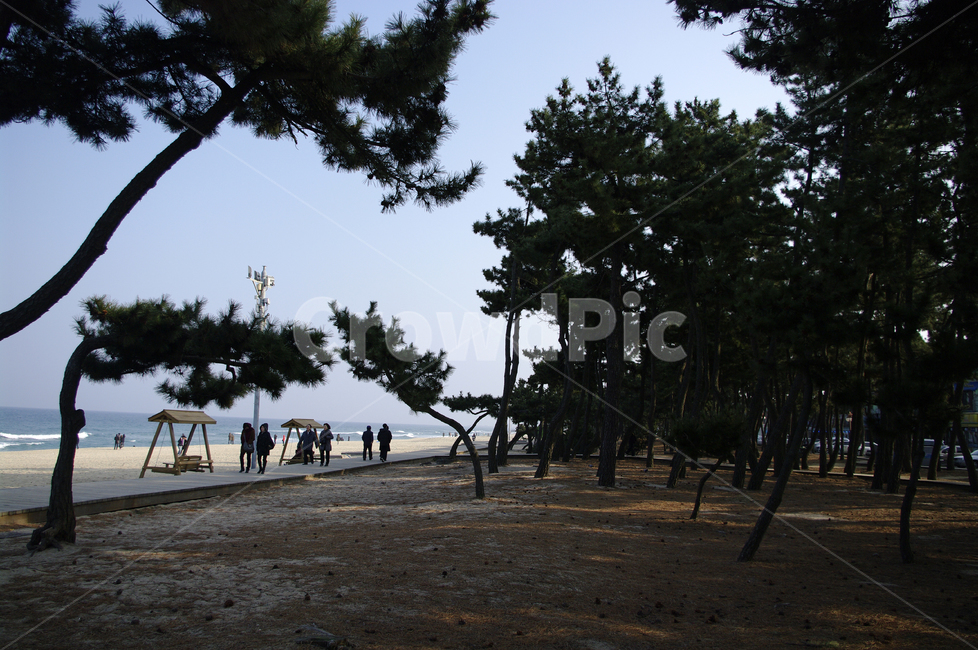 소나무,나무,식물,tree,plant,자연