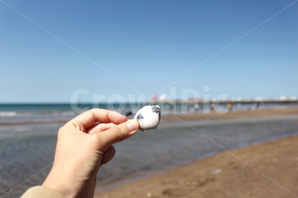 여행,바다,조개,감성,제주,해변,바다,beach,sea,사람,인물,인간,human,person,신체일부,몸,body